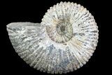 Bumpy Douvilleiceras (Tractor) Ammonite - Huge Example! #75992-1